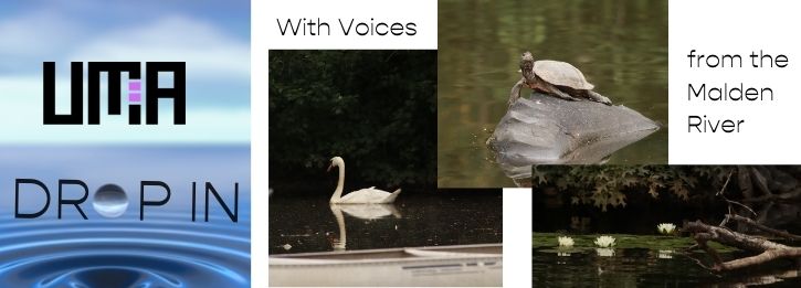 Malden River swan and turtle